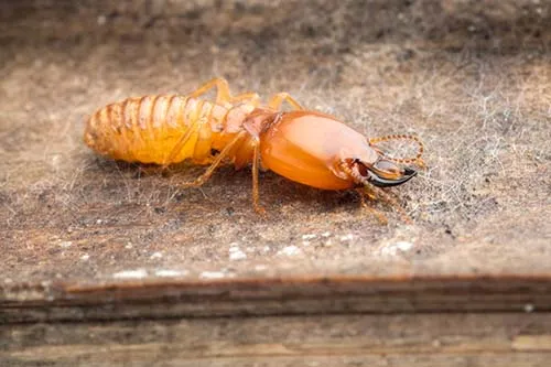 Drywood-Termite
