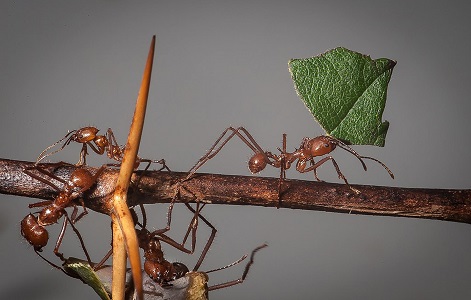 Resize-1024px-Atta_cephalotes-pjt
