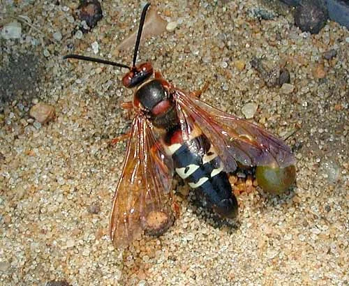 Cicada-killer-wasp