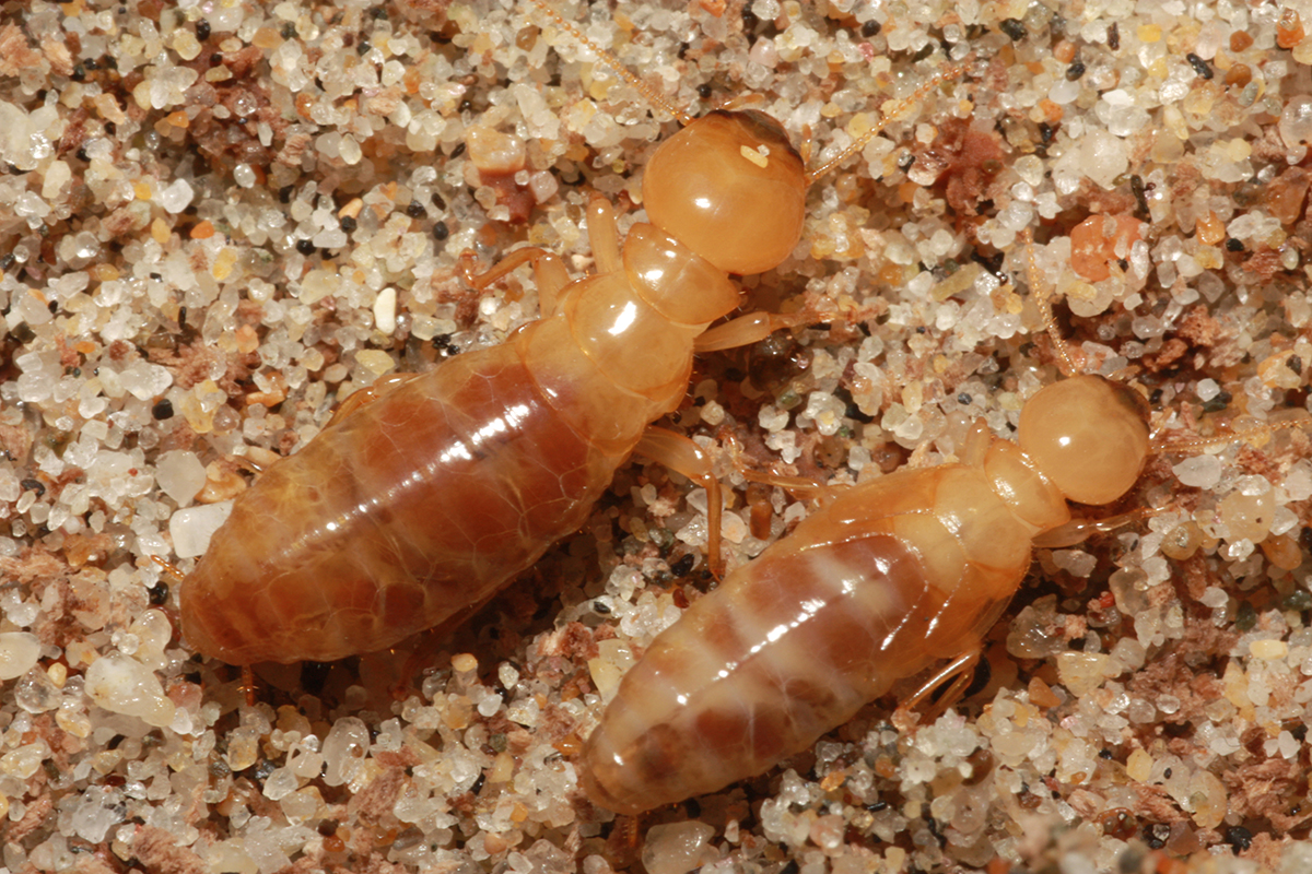 Dampwood Termites (Zootermopsis) in the sand under a log near th